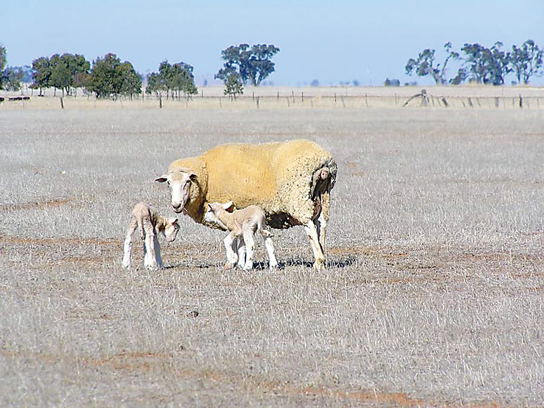 Twin lamb disease