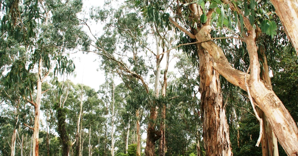Help shape the future of Roberts Court Bushland Reserve