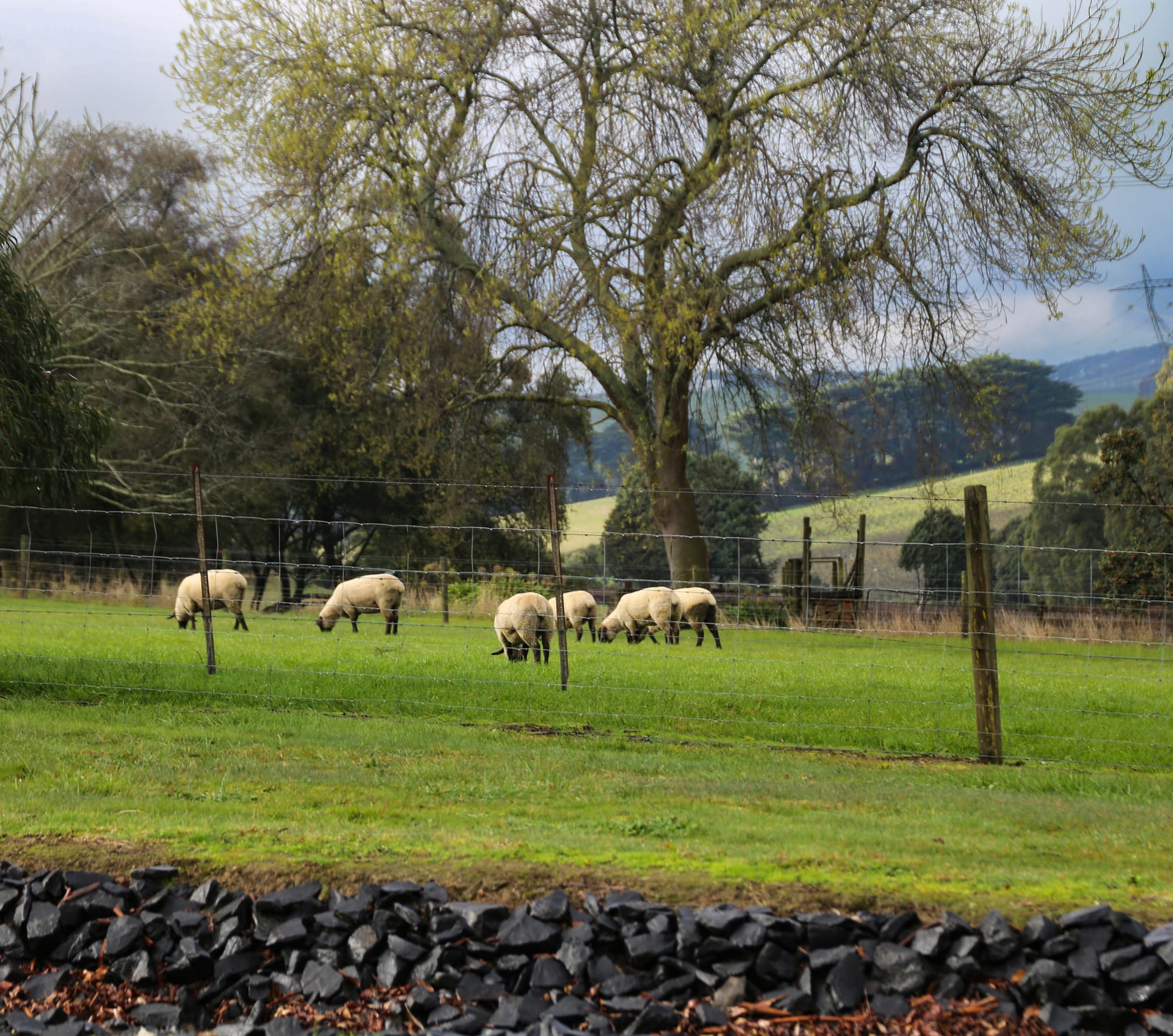 Avoid losses from exposure after shearing