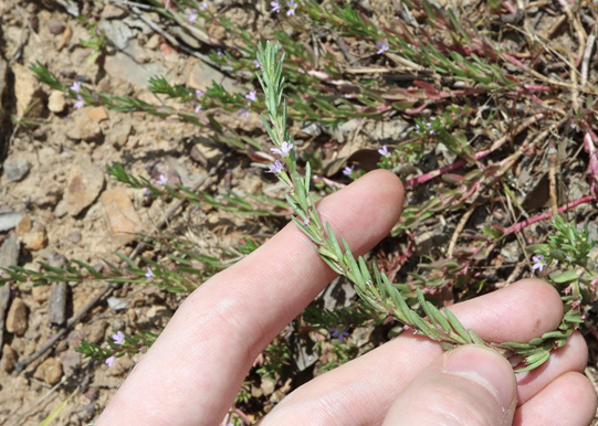 Dry dams pose toxic weed risk