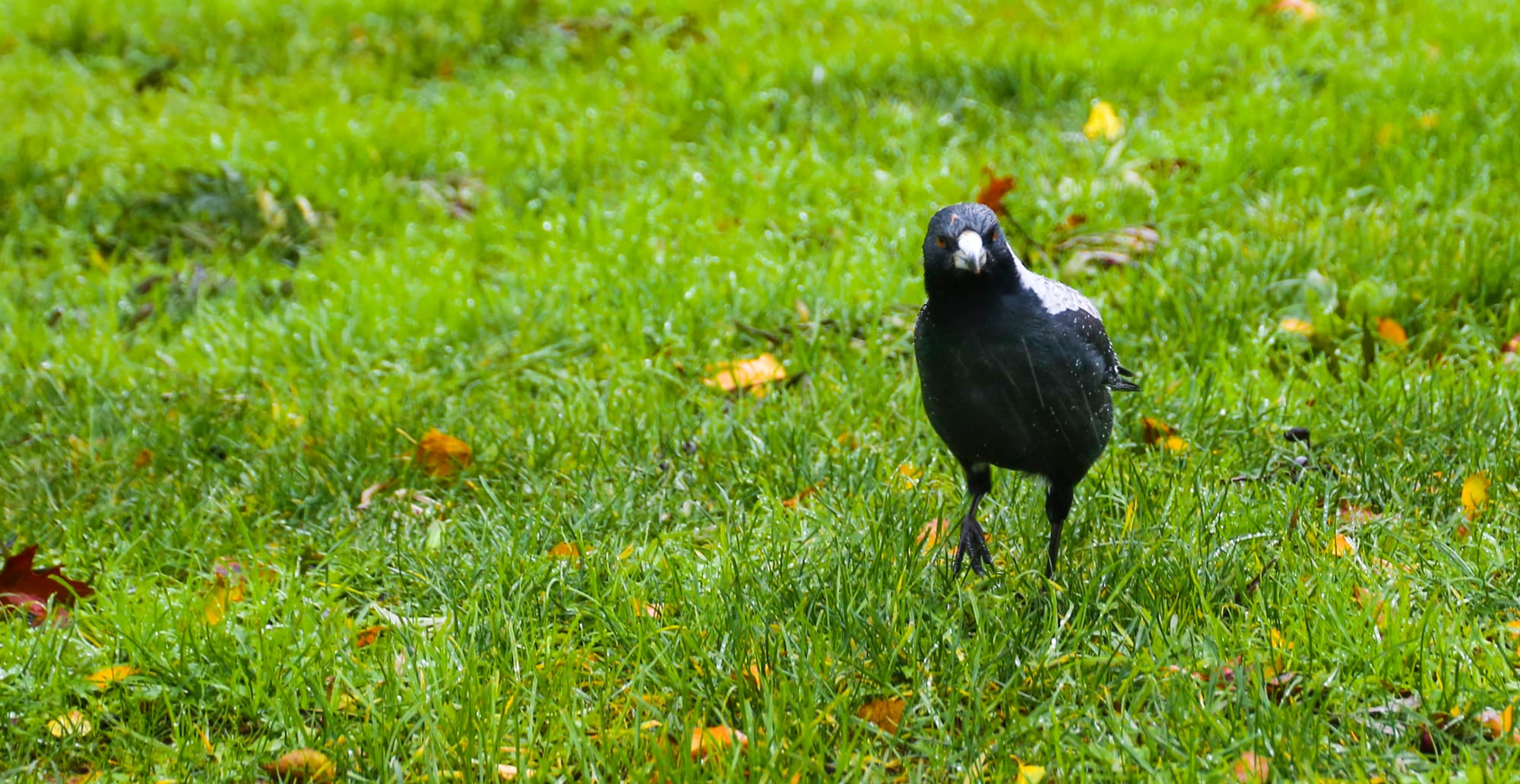 Swooping season is here again