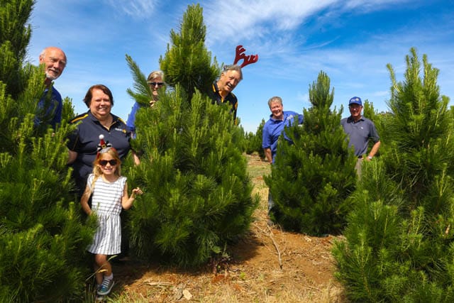 Rotary Christmas Trees - 26.11.2024