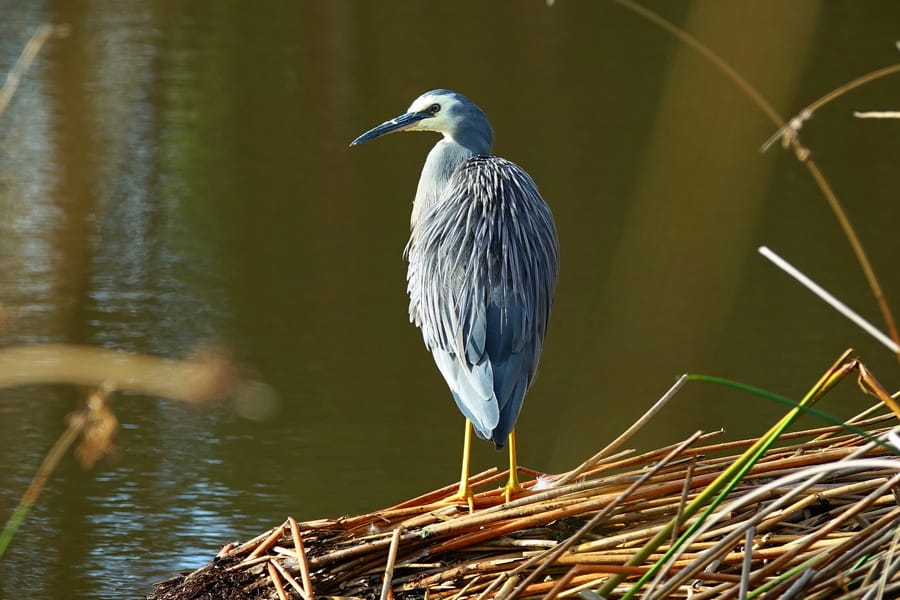 Ups and downs in survey of bird life at Drouin