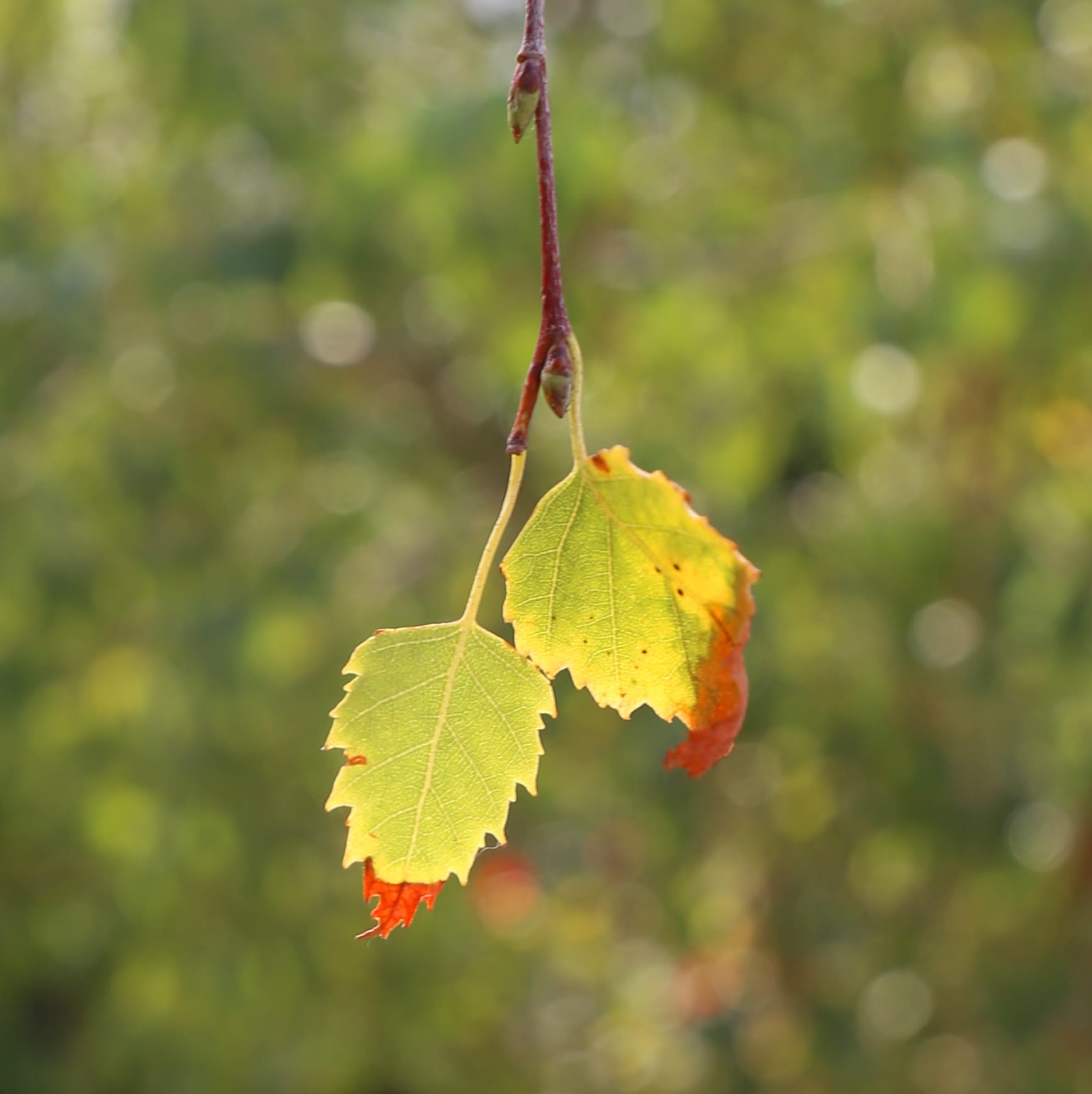 Looking for a rare or unusual plant