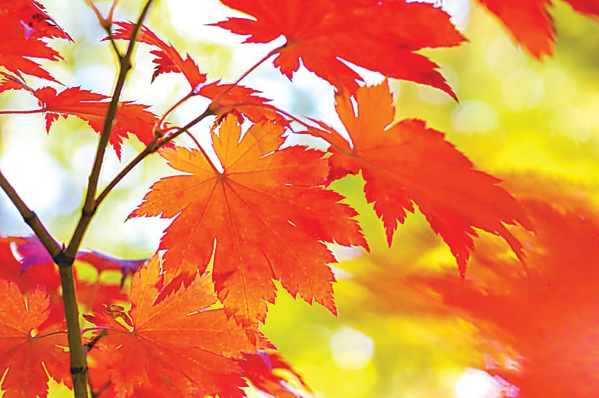 Autumn the new spring for gardening