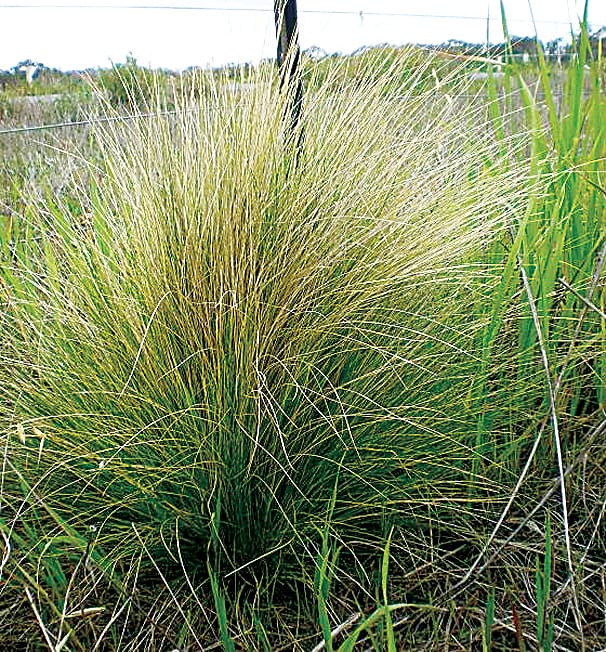 Get set for tussock treatment