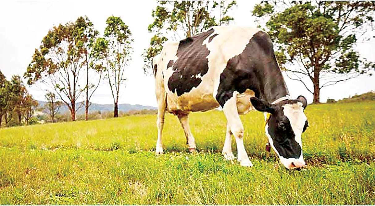 Understanding and managing facial eczema