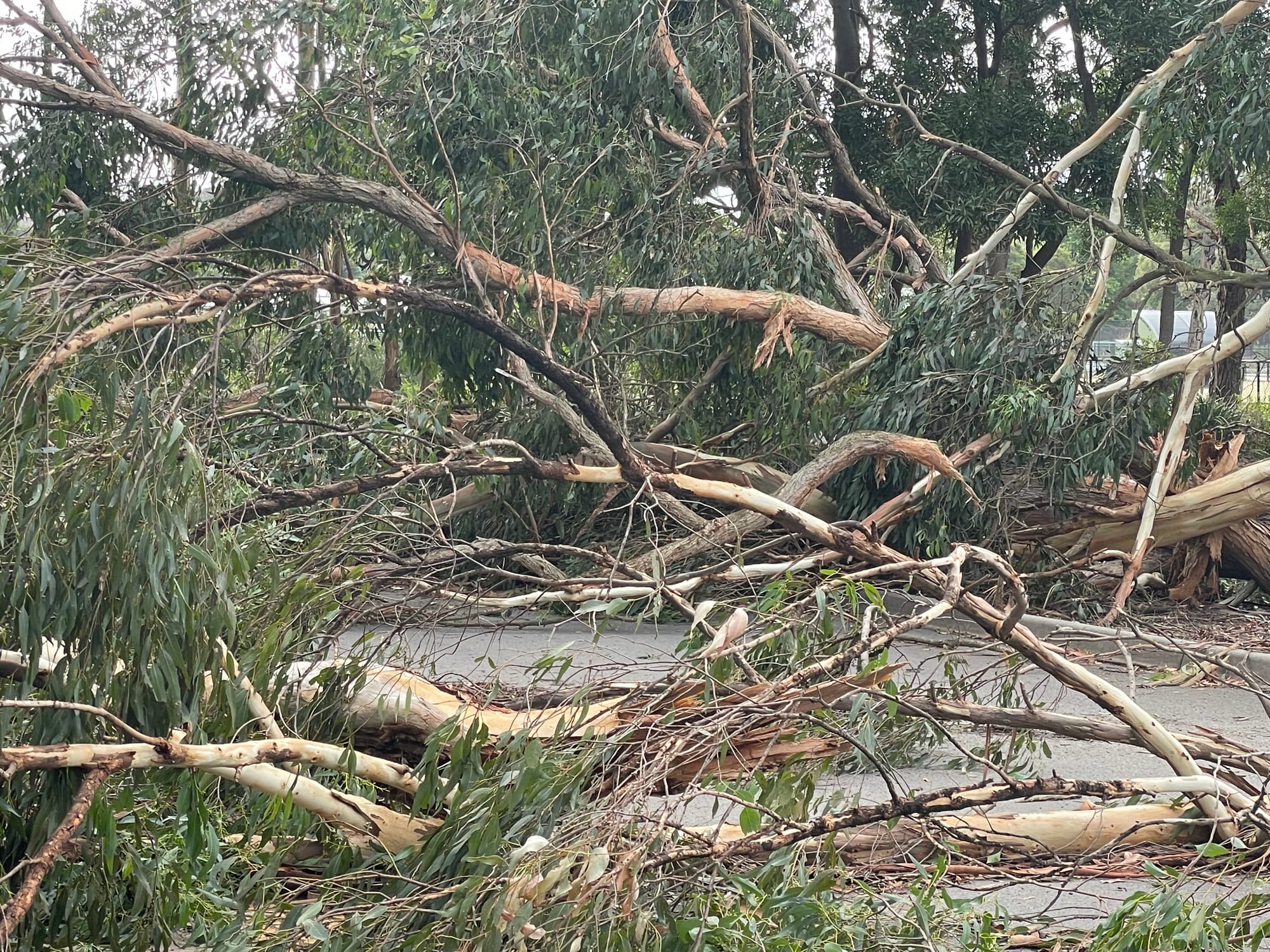 Wild wind in Drouin