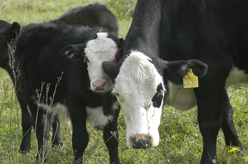 Prison for cattle crimes