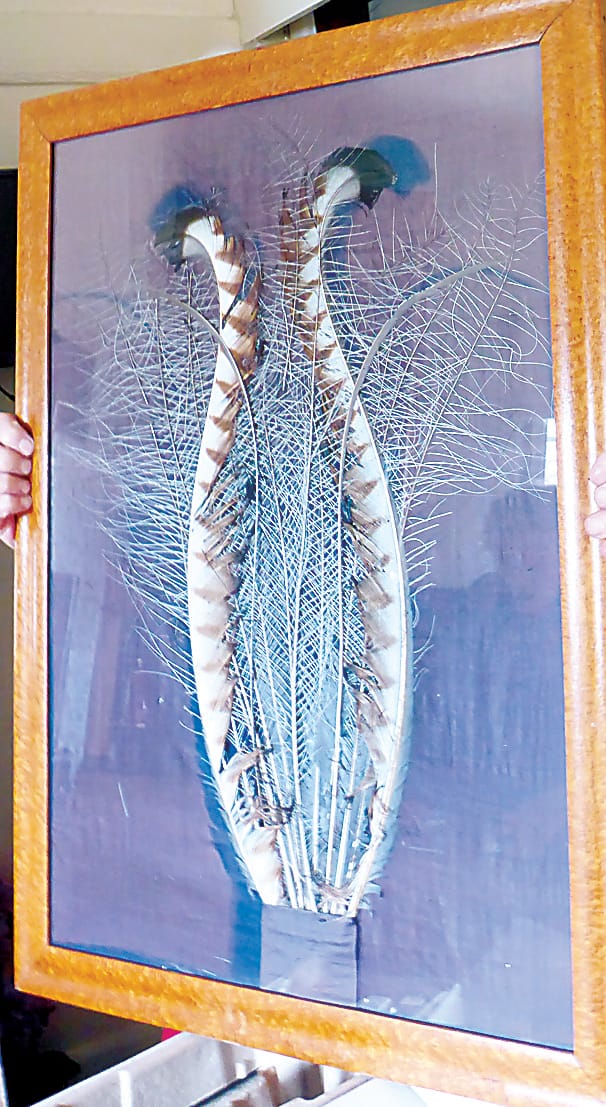 Snapshot of the past - "Jackie" the lyrebird