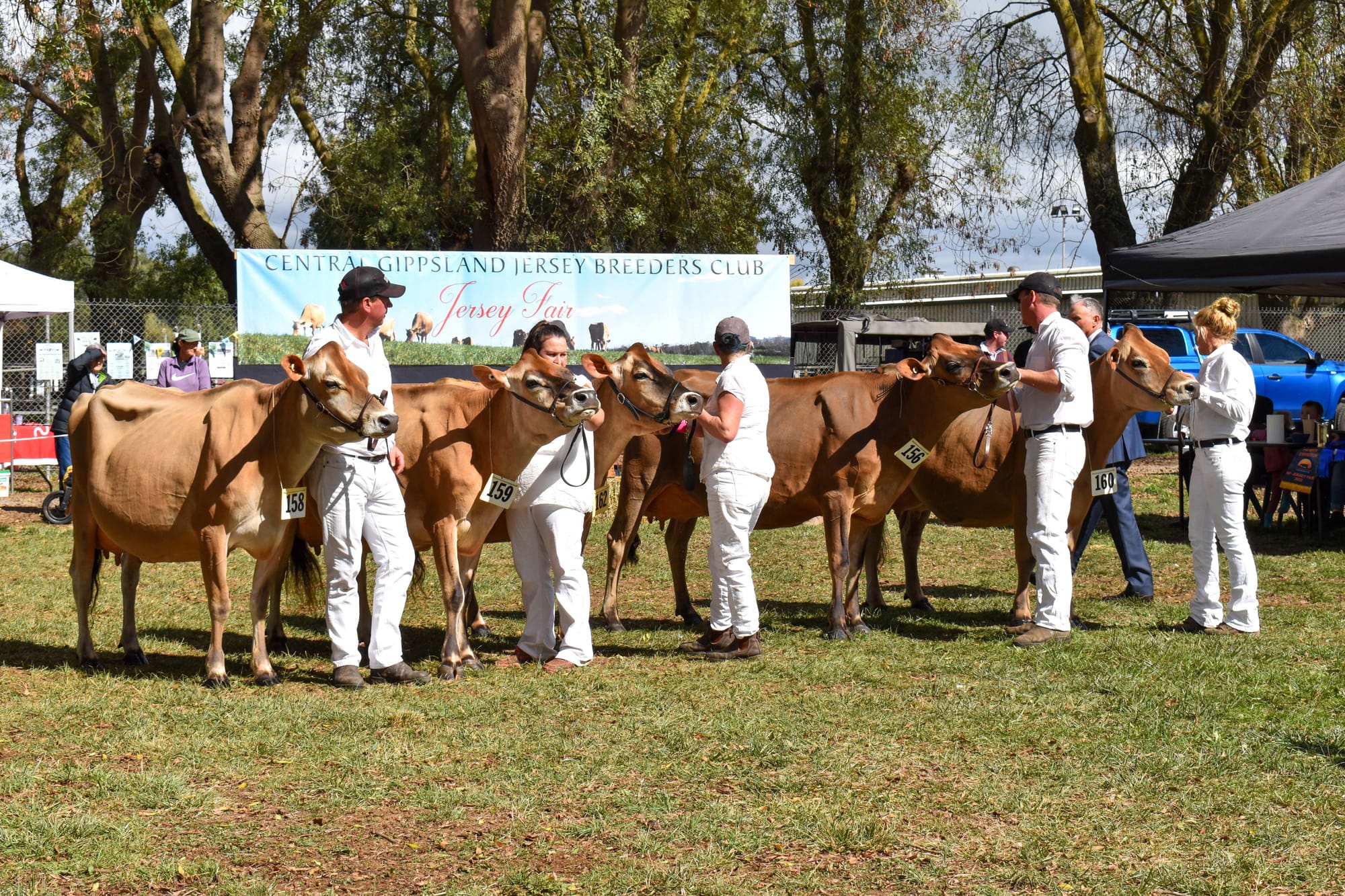 Jersey Cow Show 12.04.2022
