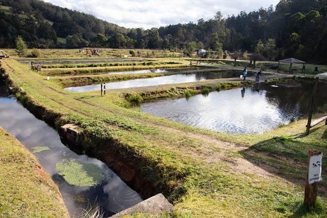 Noojee Trout Farm - 09072020