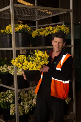 Spring Daffodils- 26.08.2021 