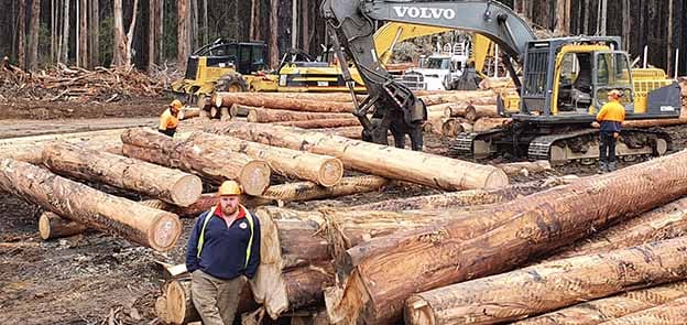 Timber workers declare Andrews’ logging plan is another blow