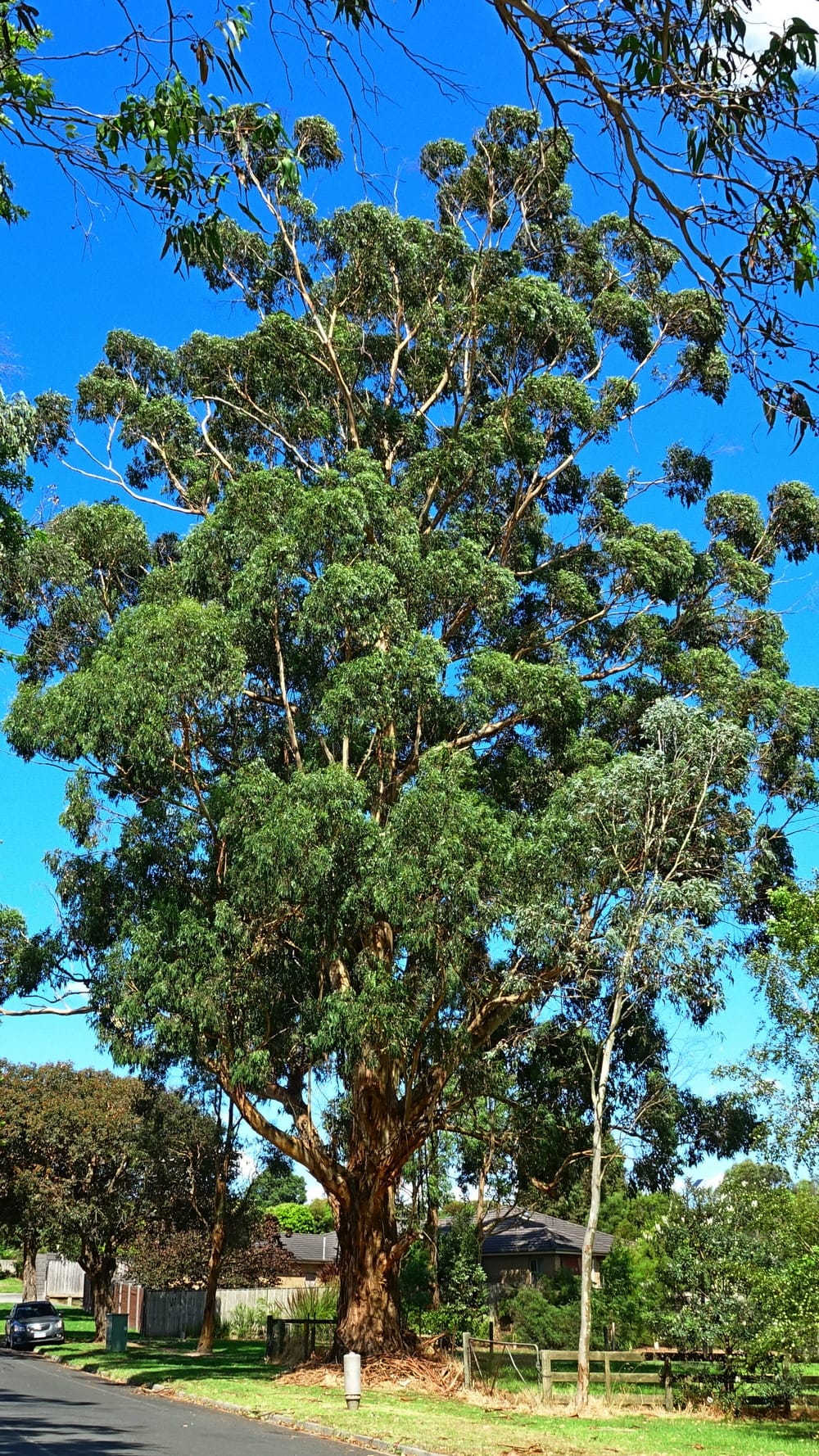 Officially Drouin's favourite gum