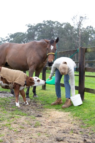 Horse & Calf - 26.08.2021  