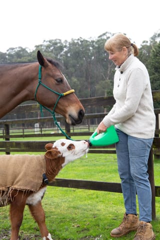 Horse & Calf - 26.08.2021  