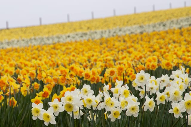 Spring Daffodils- 26.08.2021 