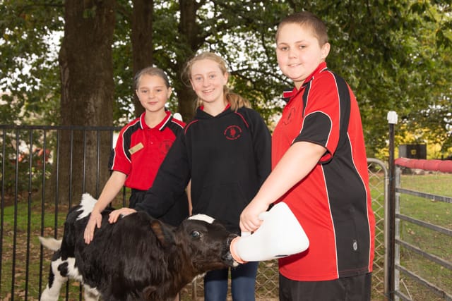 Nilma Primary School Calves - 20.05.2021 