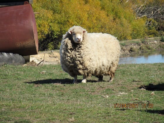 Get shearing done to prevent animal welfare issues