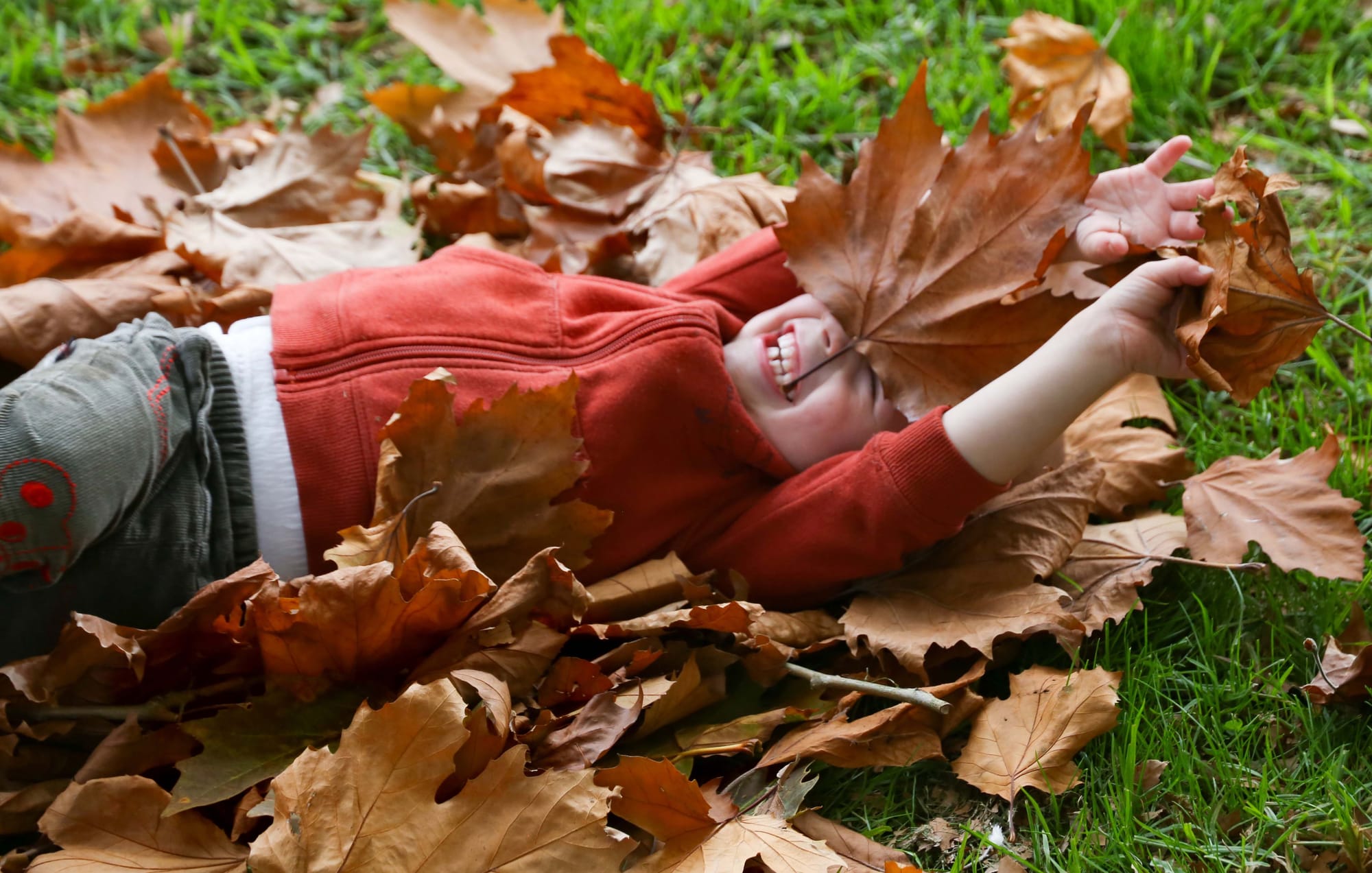 Autumn. 2 Year Old Carter - 07.06.2022