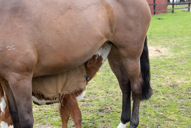 Horse & Calf - 26.08.2021  