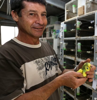 Society for budgies
