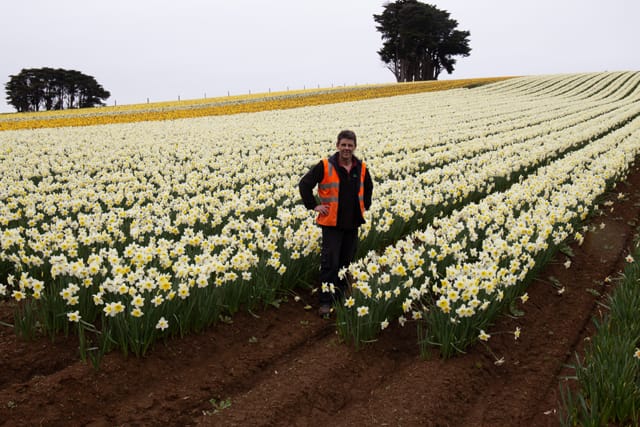Spring Daffodils- 26.08.2021 