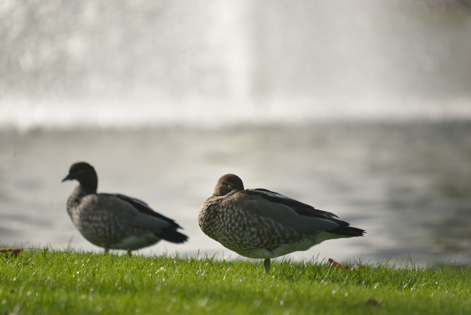 Go ahead for duck hunting season