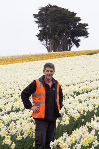 Spring Daffodils- 26.08.2021 