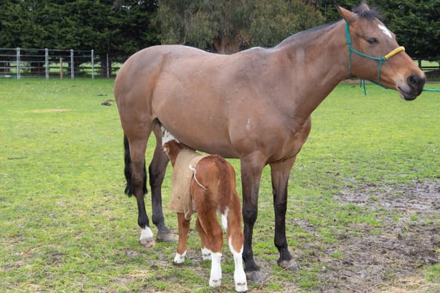 Horse & Calf - 26.08.2021  