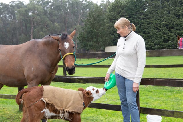 Horse & Calf - 26.08.2021  