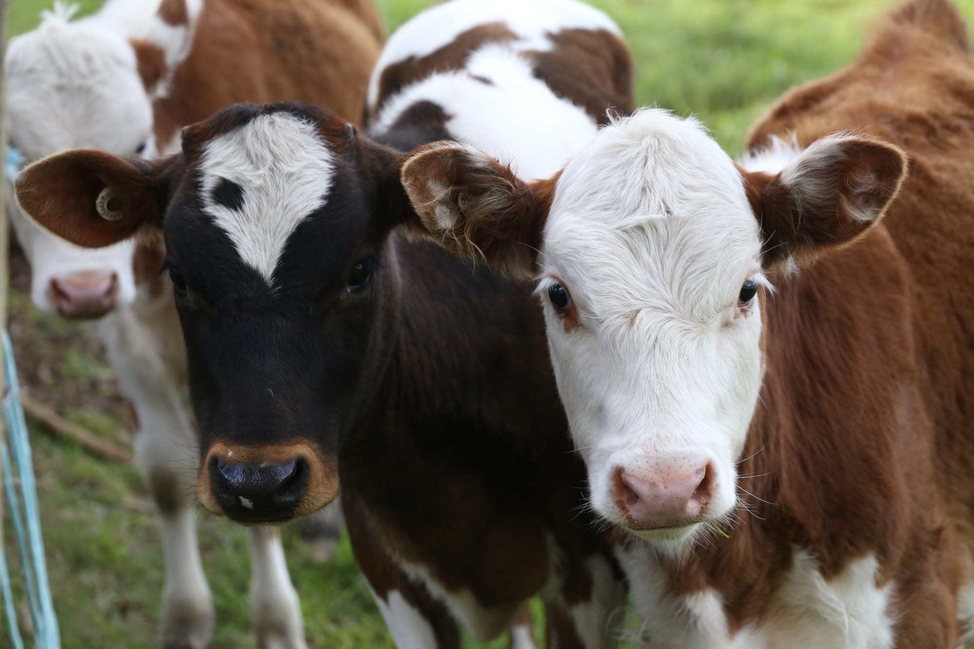 Feeding options through winter