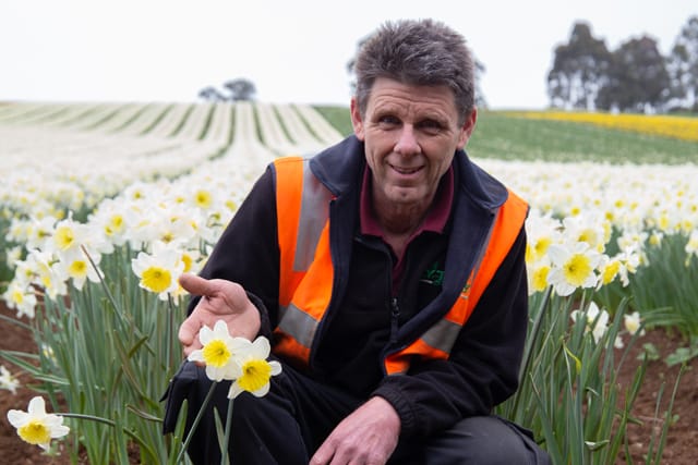 Spring Daffodils- 26.08.2021 