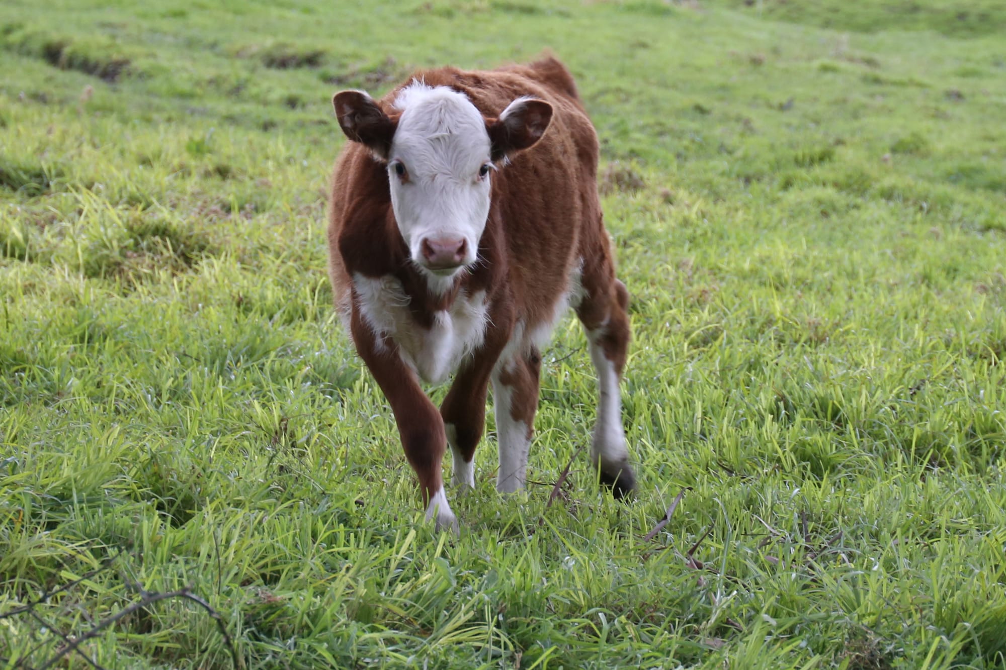 Lardner Park proposal aims to rescue calf market