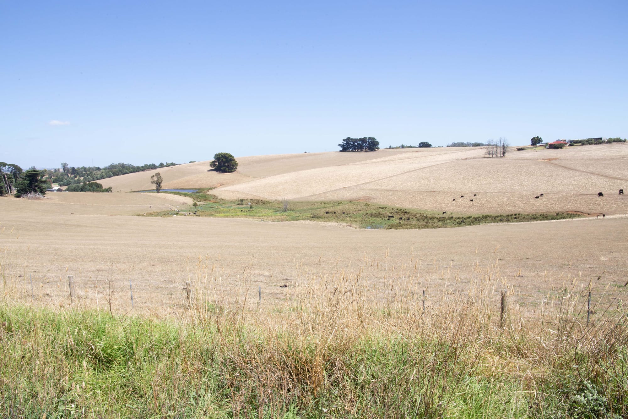 Dry Paddocks - 03.03.2022