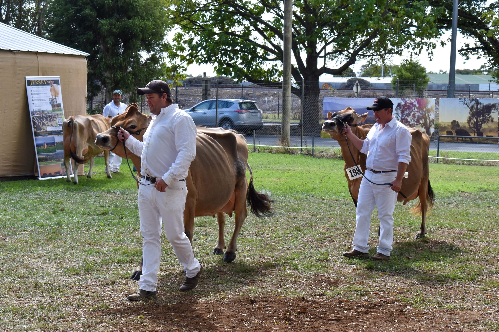 Jersey Cow Show 12.04.2022