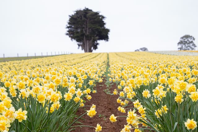 Spring Daffodils- 26.08.2021 