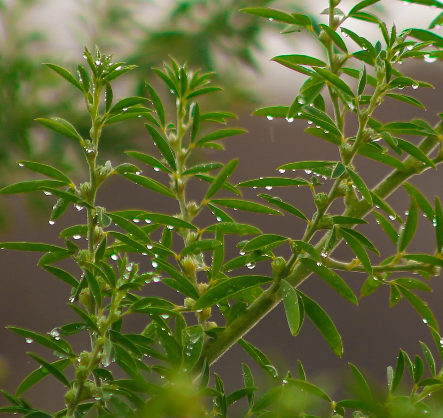 Rokeby trail closure