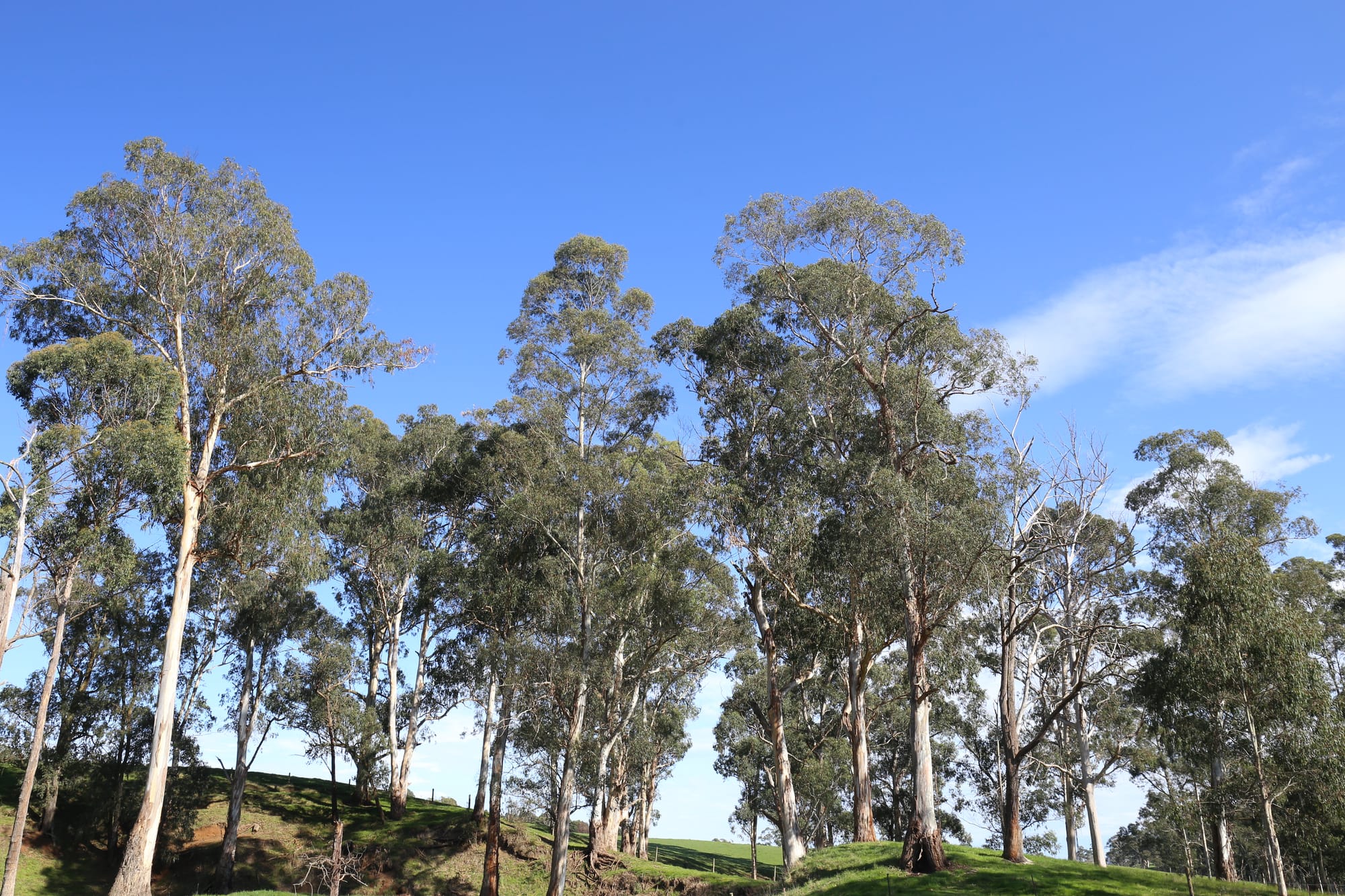 Planning controls to protect trees