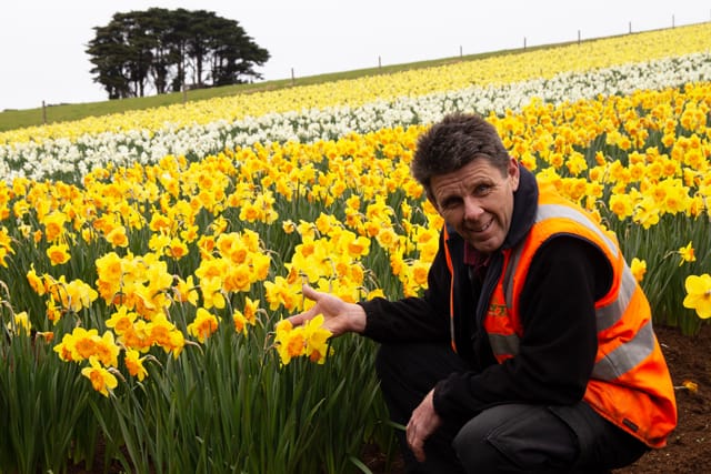 Spring Daffodils- 26.08.2021 