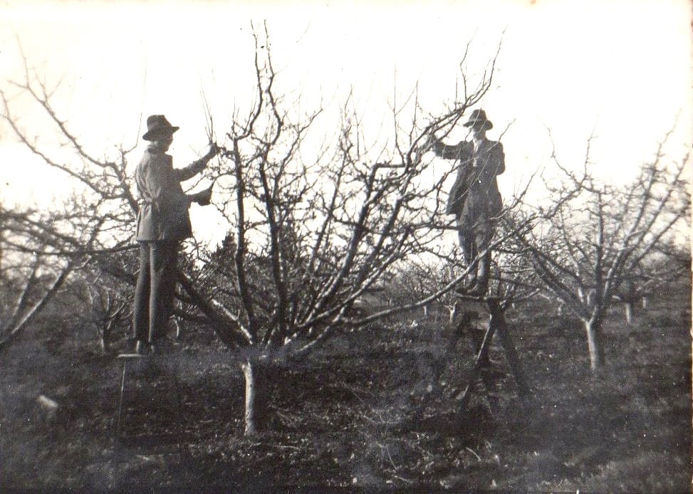 Snapshot of the past: Grant orchard