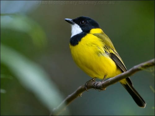 Reserve named after Golden Whistler bird
