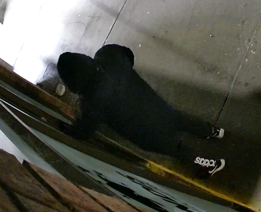 Information sought on butchers burglary