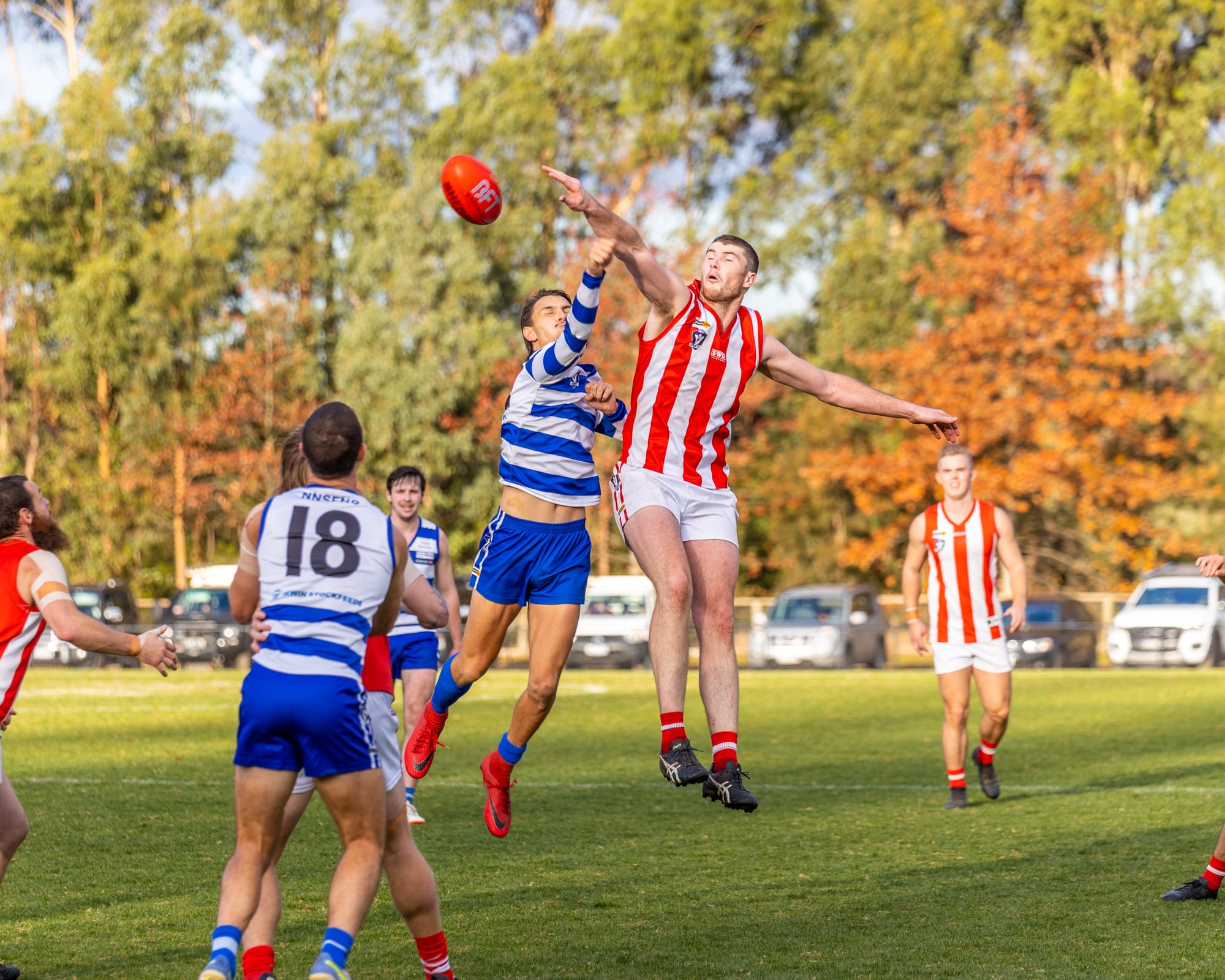 Cats too strong for gallant Bloods