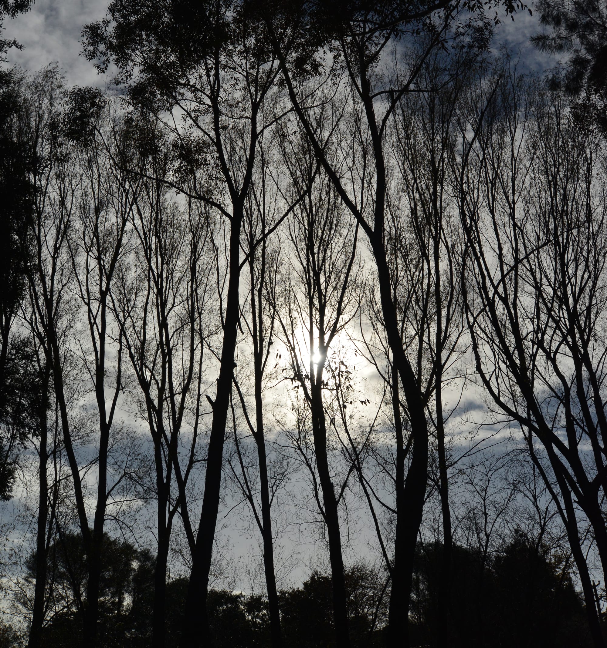 Warragul men fined for illegally removing firewood