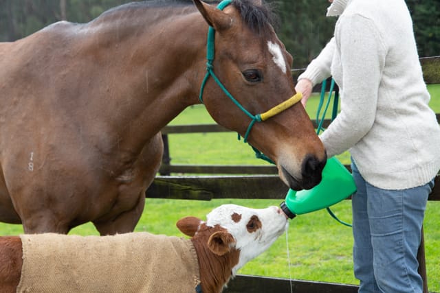 Horse & Calf - 26.08.2021  