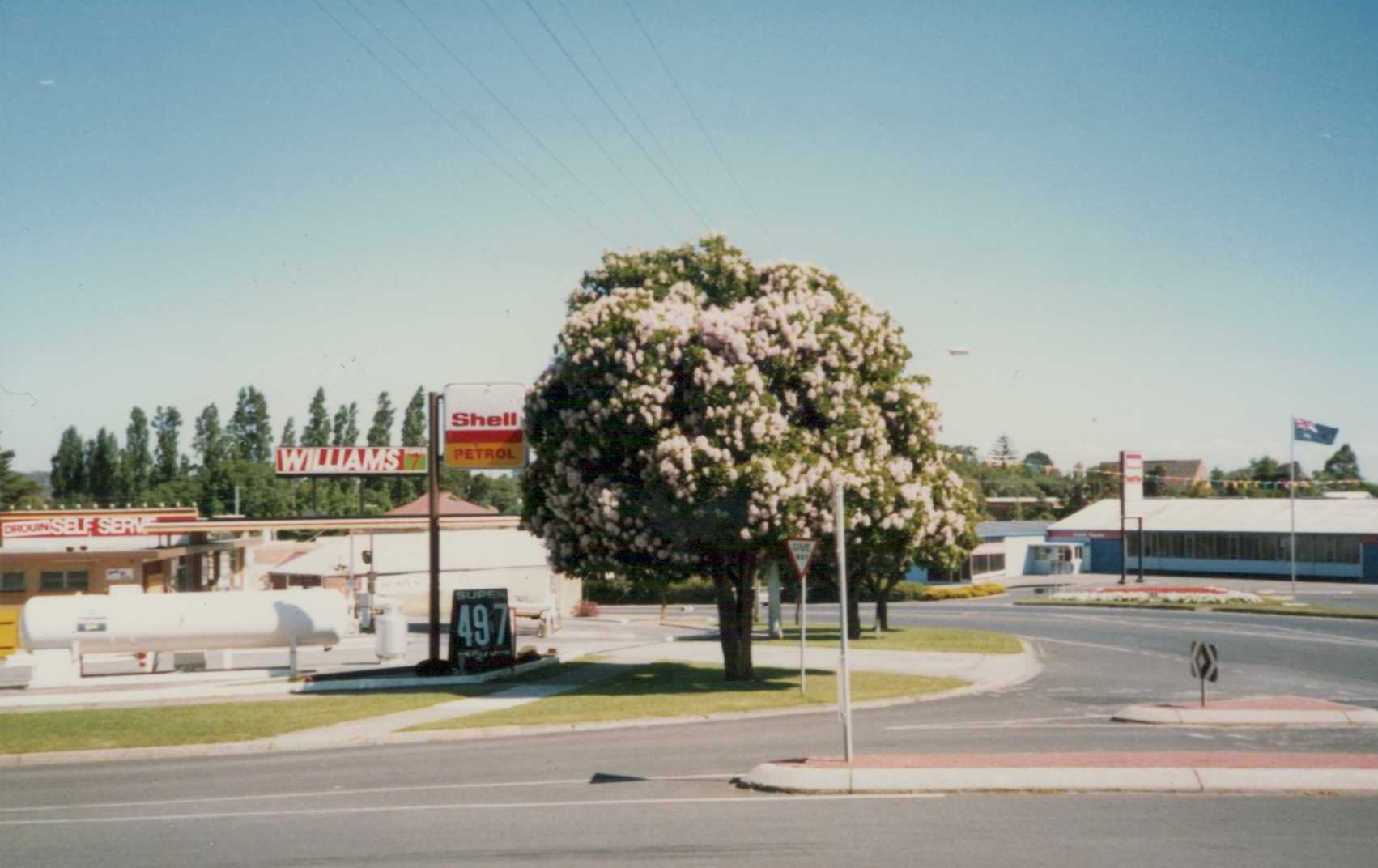 Snapshot of the past: Cape Chestnut tree