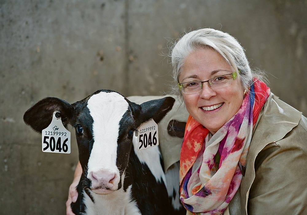 Focus on calf and cattle welfare