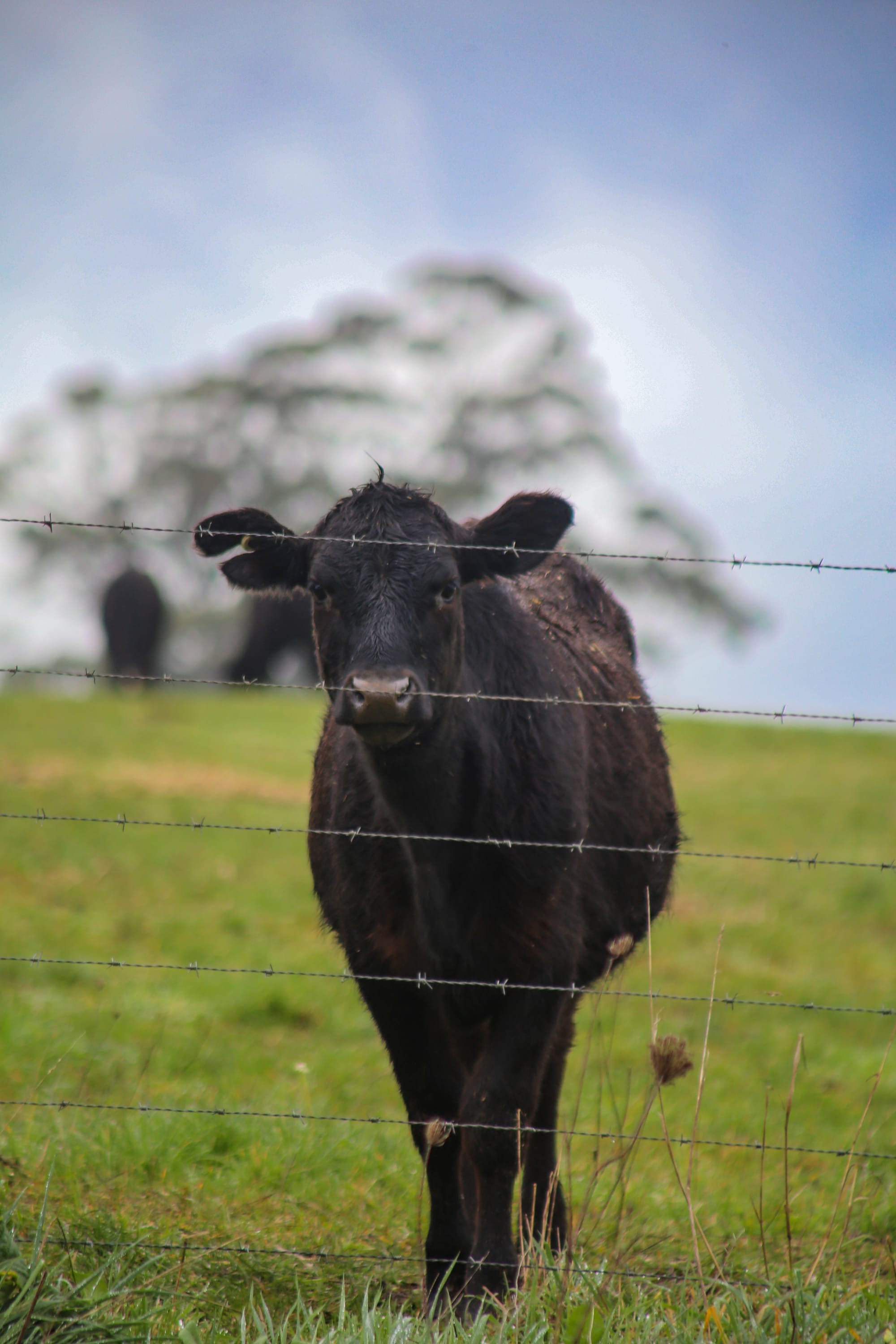 Saleyards finally gets green light